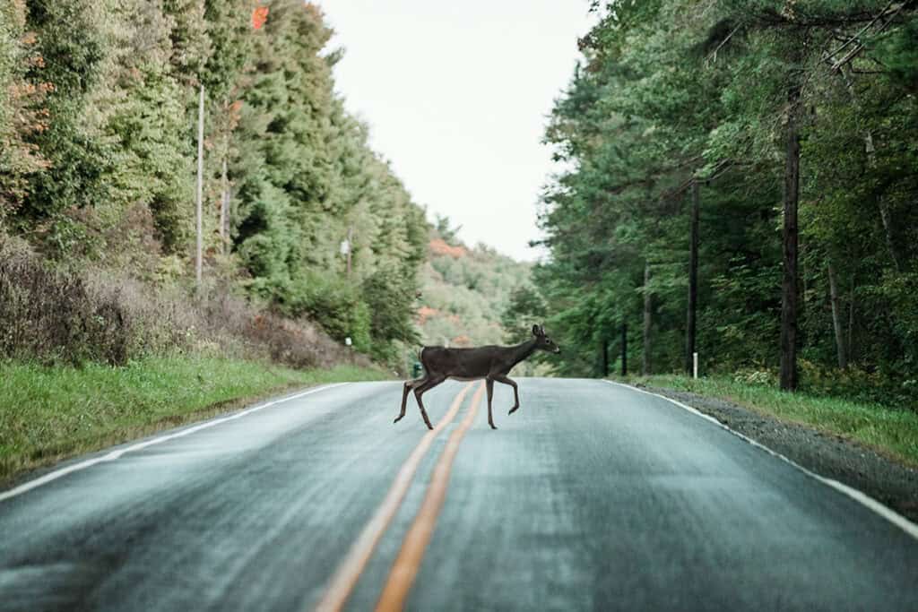 A deer crossing a wet, empty road surrounded by trees with autumn foliage.