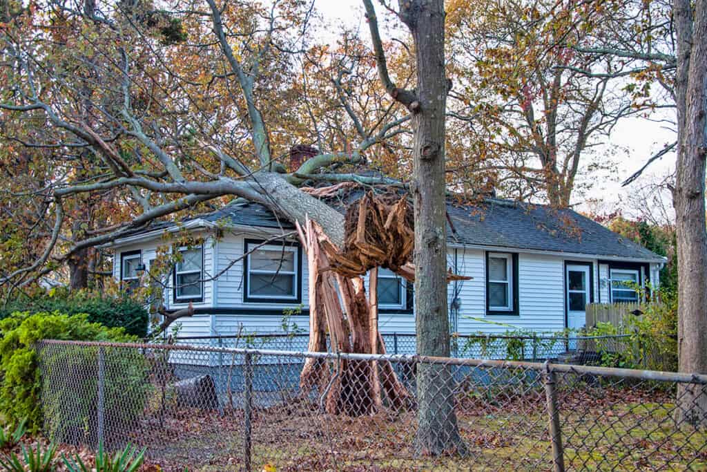 A large tree with a split trunk leans against a white house with black trim, surrounded by a chain-link fence and autumn foliage.