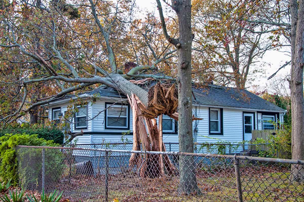 A large tree with a split trunk leans against a white house with black trim, surrounded by a chain-link fence and autumn foliage.